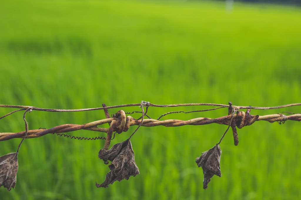 Therpieschwerpunkt - Störfelder und Störherde Kostenlos dry leaves hanging from barbed wired with green grass in the background 1024x683 - Therpieschwerpunkt - Störfelder und Störherde